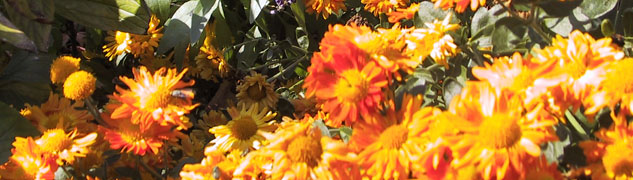 Photo: Chrysanthemums from my Garden, 2005. CLICK to return HOME.