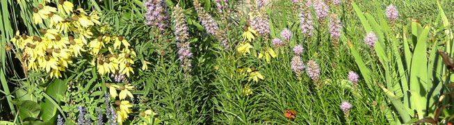 Photo: Coreopsis and Liatris in my garden, 2008. CLICK photo to return HOME.